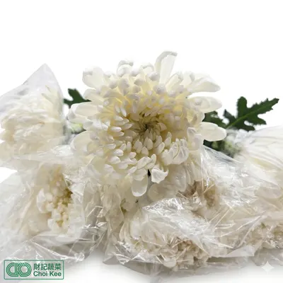 白菊花