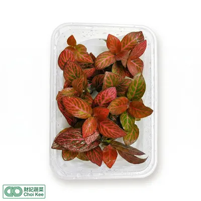 紅網紋草