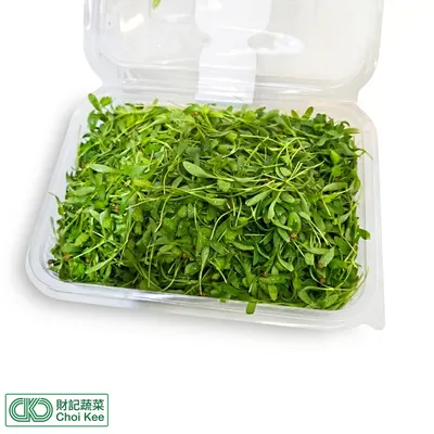 進口芫茜苗