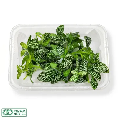 綠網紋草