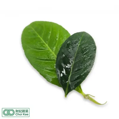 檸檬葉
