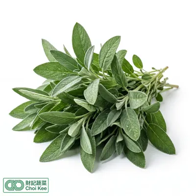 鼠尾草