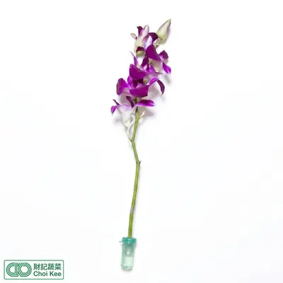 泰國蘭花